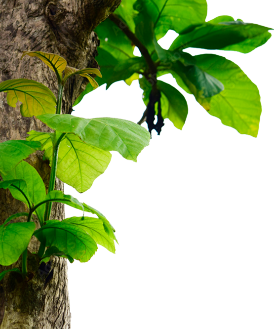Teak Trees