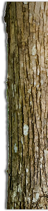 Teak Wood Texture